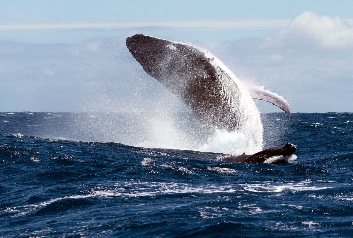 Las ballenas