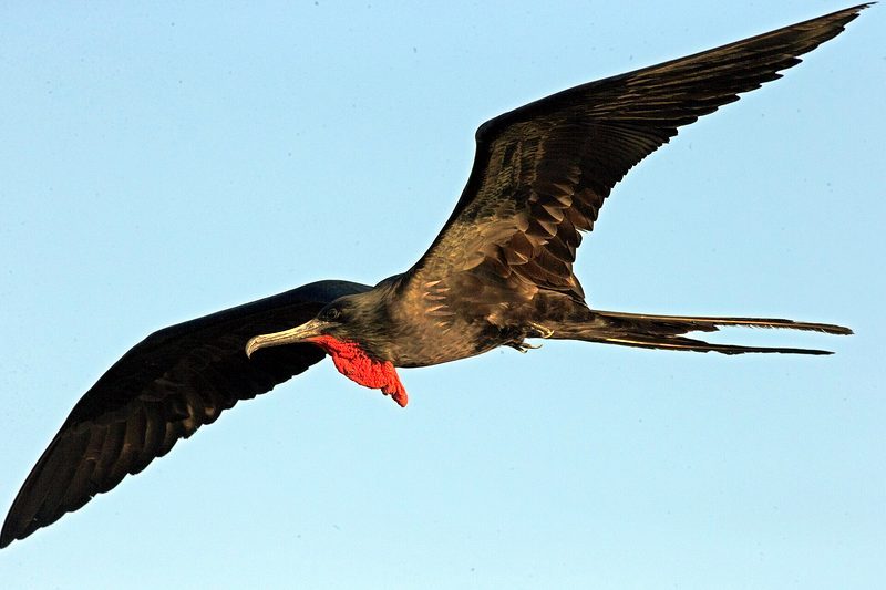 Fragata