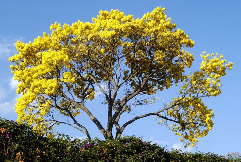 Guayacán